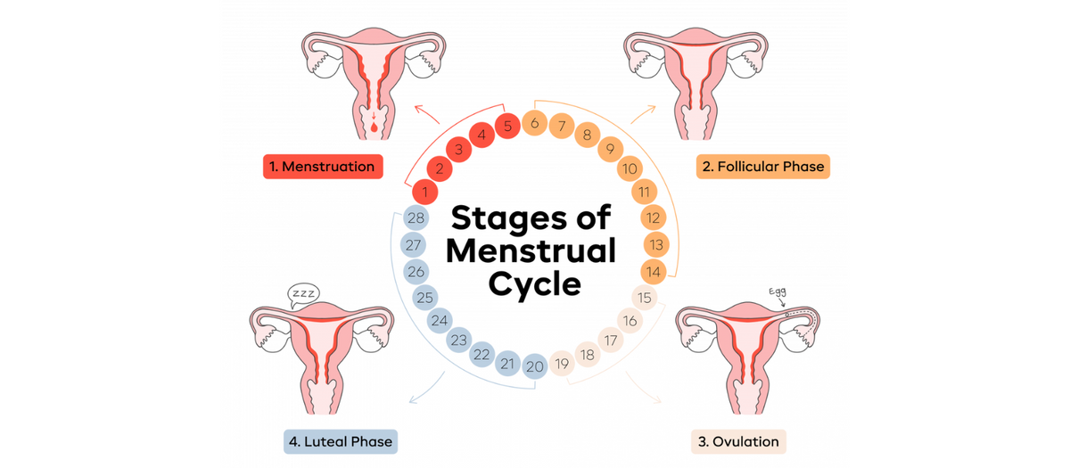 All about your period hormones – MyCup